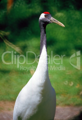 Red Crowned Crane