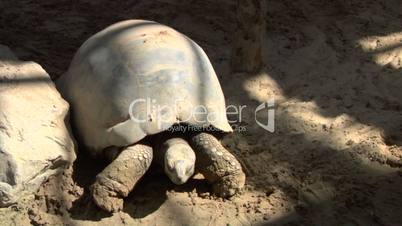 tortoise 02