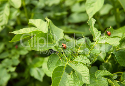 colorado beetle larva