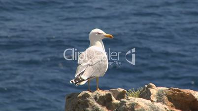 seagull 06