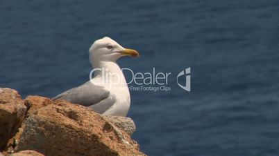 seagull 09