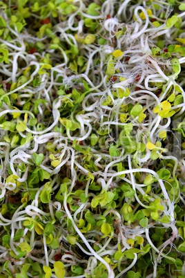 Curly Daikon Sprouts