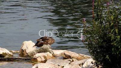Little duck on river