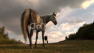 horses 08