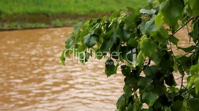 dirt city river and linden tree