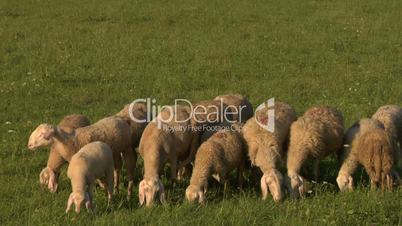 sheep 07