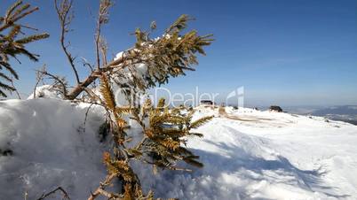 Pine tree with snow
