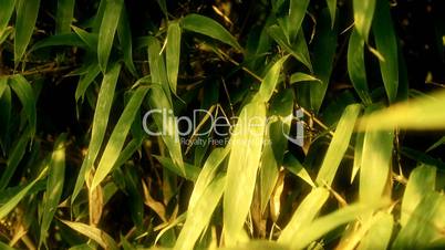 wind shaking bamboo,quiet atmosphere in sunshine.