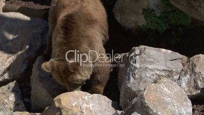 brown bear 01