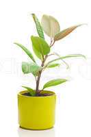 ficus flower in a pot isolated on white