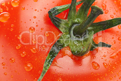 background of the tomato with water drops