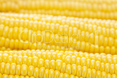 background of ripe yellow corn