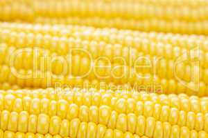 background of ripe yellow corn