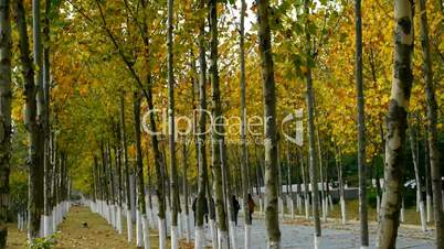 fashion girls walking at long road through the woods,falling yellow leaves at autumnal park.