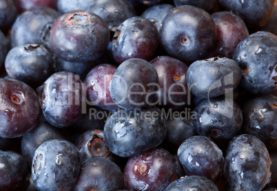 Macro shot of Blueberries