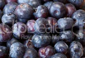 Macro shot of Blueberries