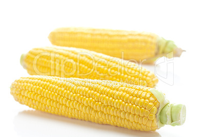 ripe yellow corn isolated on white