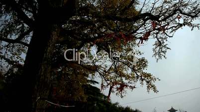 lush ginkgo tree in breeze,Trunk,forest,woods.