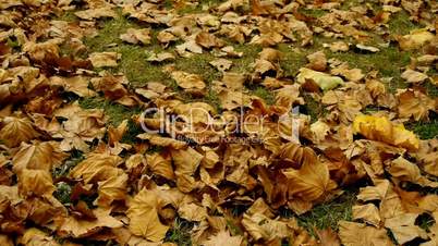 falling golden leaves full on ground.