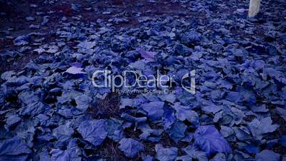 falling purple leaves full on ground.
