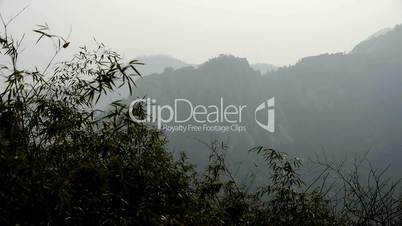 wind shaking bamboo,Mountains,hill,quiet atmosphere in sunshine.