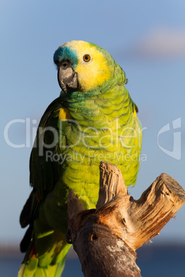 Grüner Ara Papagei