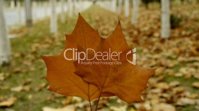 two leafs in woods,shaking in the wind,Forest as background.