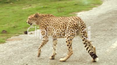 cheetah 01
