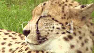 cheetah 03