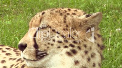 cheetah 04
