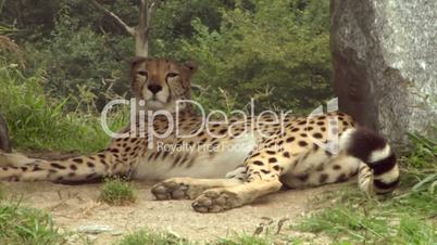 cheetah 05