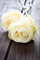 Gelbe Rosen - Yellow Roses