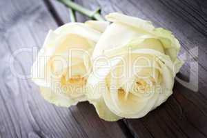 Gelbe Rosen - Yellow Roses