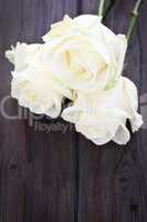 Weiße Rosen - White Roses
