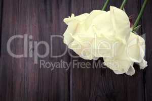 Weiße Rosen - White Roses