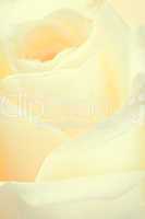 Rosenblüte - Fragile Rose