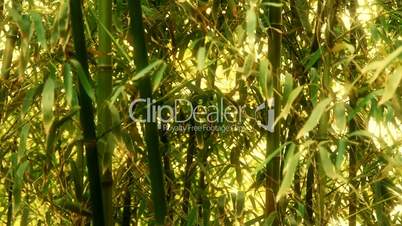 wind shaking bamboo,quiet atmosphere in sunshine.