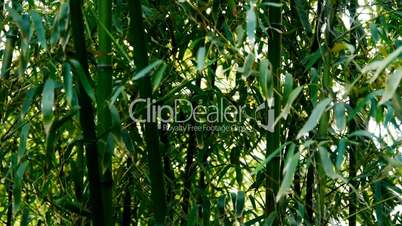 wind shaking bamboo,quiet atmosphere in sunshine.