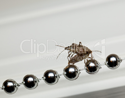 Two Stink bugs on xmas decorations