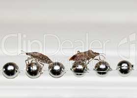 Two Stink bugs on xmas decorations