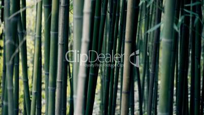 wind shaking bamboo,quiet atmosphere.
