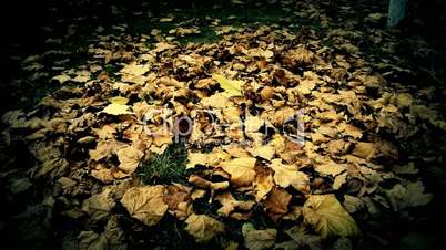 falling maple leaves full on ground.