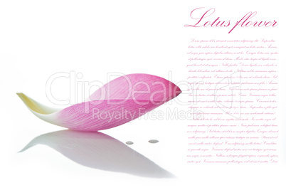 Lotus petal on white background with area for your text