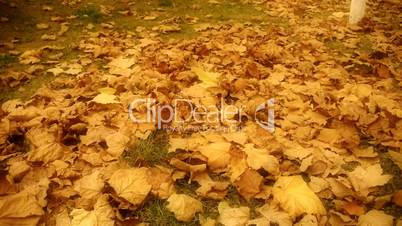 falling maple leaves full and golden hazy sunlight on ground.