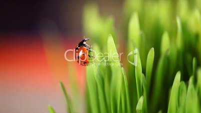 Red Ladybugs on green leaves