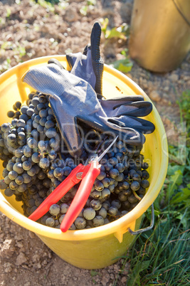 Bucket with Wine Grapes