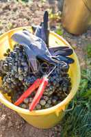 Bucket with Wine Grapes