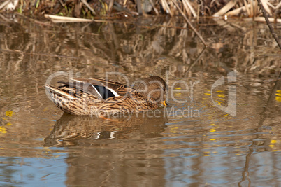 Mallard.