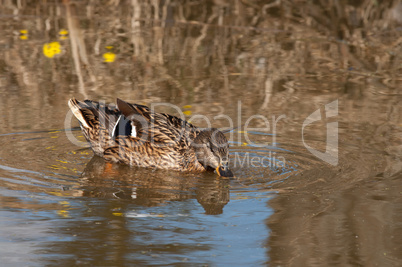 Mallard.