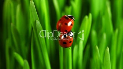 Red Ladybugs on green leaves